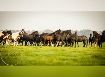 Friesian horses, Mare, Foal (04/2023), Black