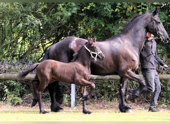 Friesian horses, Mare, Foal (06/2025), Black