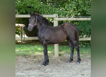Friesian horses Mix, Mare, Foal (03/2026), Black