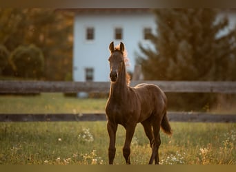 Friesian horses, Mare, Foal (06/2025)