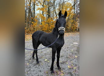 Friesian horses, Mare, Foal (06/2025)