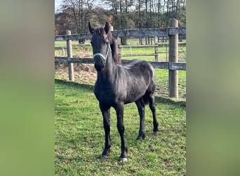 Friesian horses, Mare, Foal (05/2025)