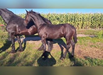 Friesian horses, Mare, Foal (01/2025)