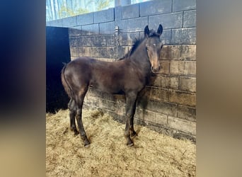 Friesian horses Mix, Mare, Foal (02/2026)