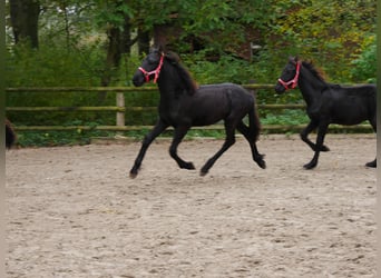 Friesian horses, Mare, Foal (04/2024)