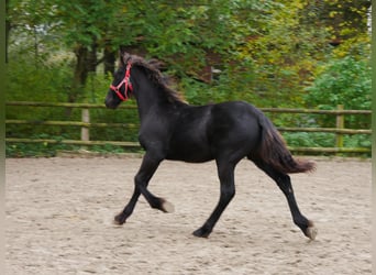 Friesian horses, Mare, Foal (04/2024)