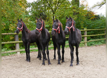 Friesian horses, Mare, Foal (04/2024)