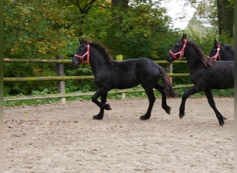 Friesian horses, Mare, Foal (04/2024)