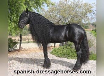 Friesian horses, Stallion, 10 years, 16 hh, Black