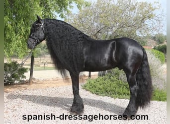 Friesian horses, Stallion, 10 years, 16 hh, Black