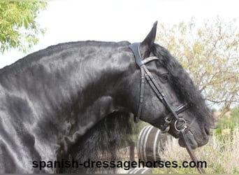 Friesian horses, Stallion, 10 years, 16 hh, Black