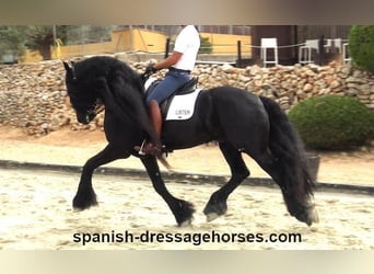 Friesian horses, Stallion, 10 years, 16 hh, Black