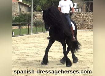 Friesian horses, Stallion, 10 years, 16 hh, Black