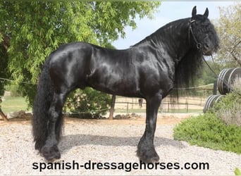 Friesian horses, Stallion, 10 years, 16 hh, Black