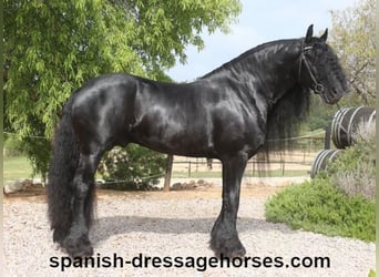 Friesian horses, Stallion, 10 years, 16 hh, Black