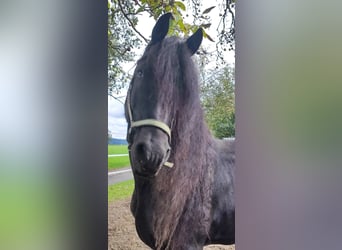 Friesian horses, Stallion, 10 years, 16 hh, Black