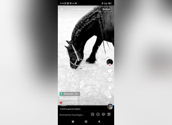Friesian horses, Stallion, 10 years, 16,2 hh, Black
