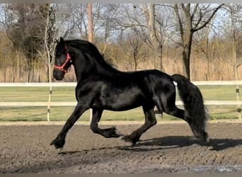 Friesian horses, Stallion, 11 years, 16 hh, Black