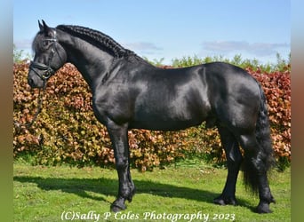 Friesian horses, Stallion, 11 years, Black