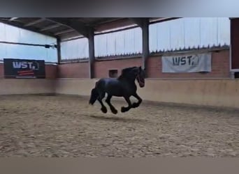 Friesen, Hengst, 12 Jahre, 15,2 hh