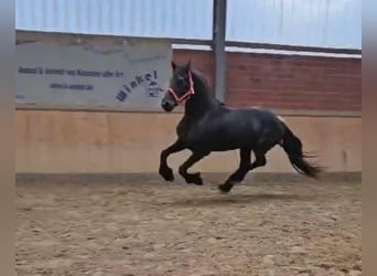 Friesen, Hengst, 12 Jahre, 15,2 hh