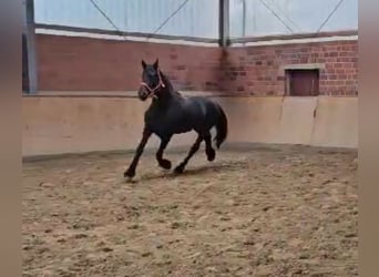 Friesen, Hengst, 12 Jahre, 15,2 hh