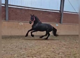 Friesen, Hengst, 12 Jahre, 15,2 hh