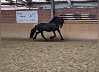 Friesen, Hengst, 12 Jahre, 15,2 hh