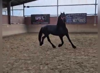 Friesen, Hengst, 12 Jahre, 15,2 hh