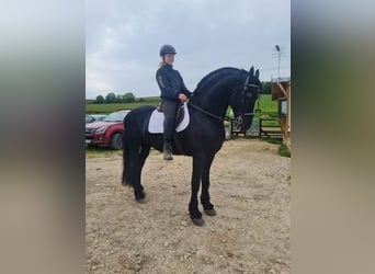 Friesian horses, Stallion, 12 years, 16.2 hh, Black