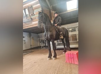 Friesian horses, Stallion, 12 years, 16.2 hh, Black