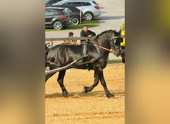 Friesian horses, Stallion, 12 years, 16 hh, Black