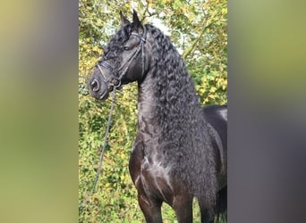 Friesian horses, Stallion, 13 years, 16.1 hh, Black
