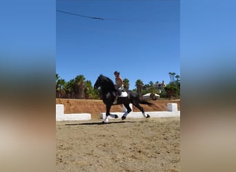 Friesian horses, Stallion, 13 years, 16,2 hh, Black