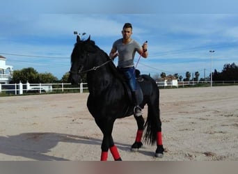 Friesian horses, Stallion, 13 years, 16,2 hh, Black