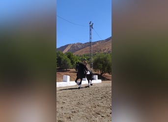 Friesian horses, Stallion, 13 years, 16,2 hh, Black