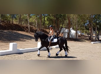 Friesian horses, Stallion, 14 years, 16.2 hh, Black
