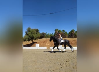 Friesian horses, Stallion, 14 years, 16.2 hh, Black