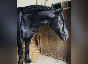 Friesian horses, Stallion, 14 years, 16 hh, Black
