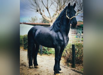 Friesian horses, Stallion, 14 years, 16 hh, Black