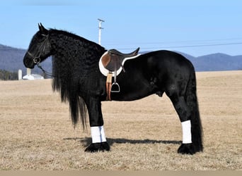 Friesian horses, Stallion, 16 years, Black