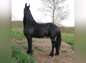 Friesian horses, Stallion, 16 years