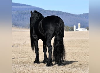 Friesian horses, Stallion, 17 years, Black