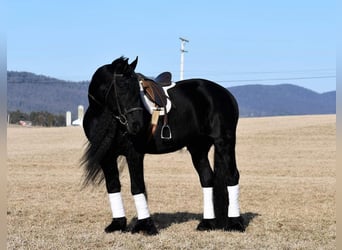 Friesian horses, Stallion, 17 years, Black