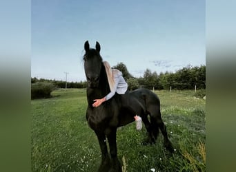 Friesian horses, Stallion, 18 years, 16 hh, Black
