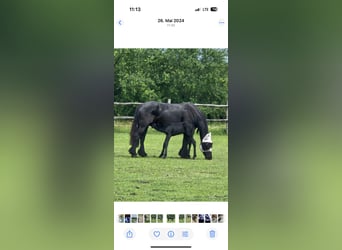 Friesian horses, Stallion, 1 year, 14.2 hh, Black