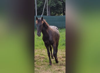 Friesian horses Mix, Stallion, 1 year, 14.2 hh, Leopard-Piebald