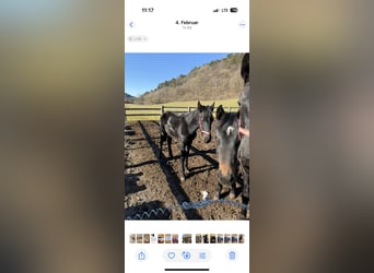 Friesian horses, Stallion, 1 year, 14,2 hh, Black