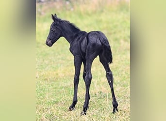 Friesian horses Mix, Stallion, 1 year, 15.3 hh, Black