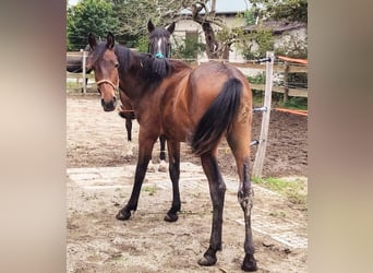 Friesian horses Mix, Stallion, 1 year, 15 hh, Brown